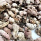 中药材批发竹花 淡竹黄苦竹花 竹黄无硫散装支持药检